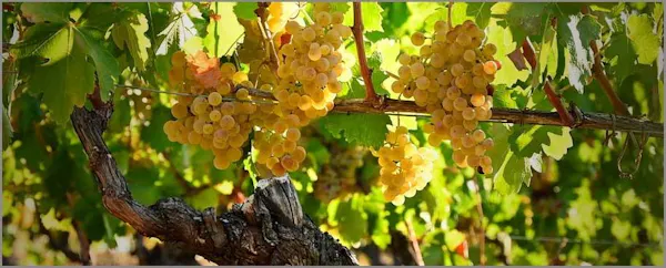 food, plant, fruit, leaf, branch, seedless fruit