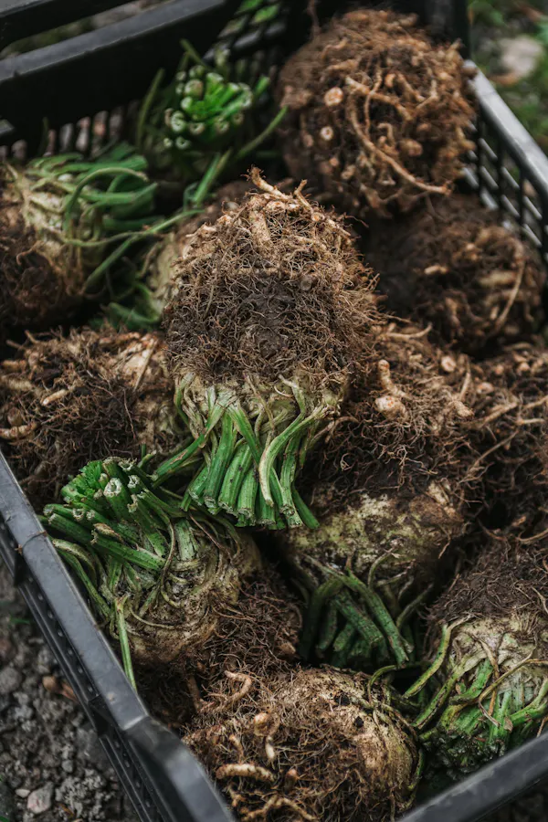 produce, ingredient, root, natural foods, soil, vegetable