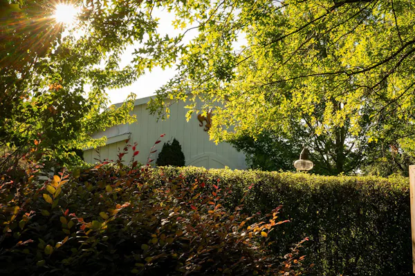 leaf, green, yellow, nature, branch, vegetation