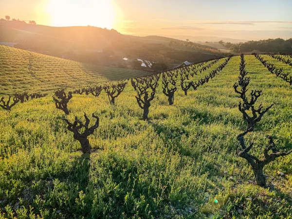 agriculture, natural landscape, field, plantation, plain, rural area