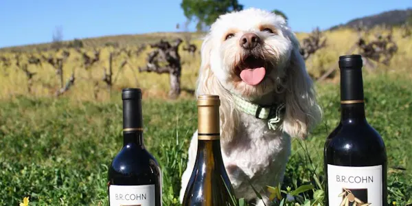 dog, bottle, carnivores, alcoholic drink, wine, wine bottle