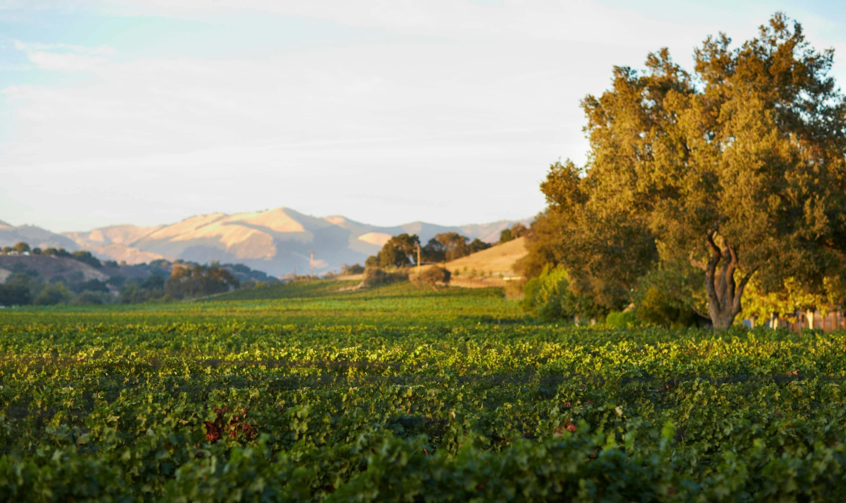 Koehler Winery