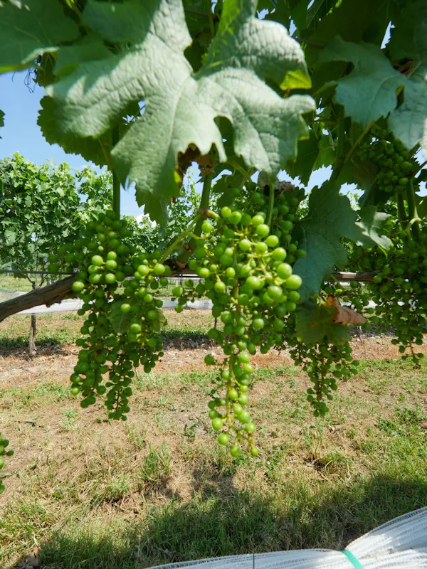 plant, fruit, vine, grape leaves, seedless fruit, grape