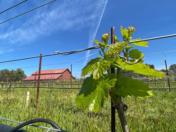 sky, plant, cloud, branch, tree, land lot