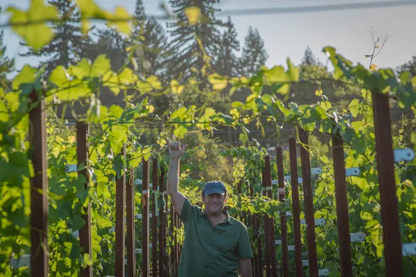 agriculture, people in nature, plantation, vineyard, grapes, grapevines