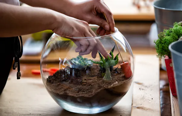 flowerpot, houseplant, succulent plant