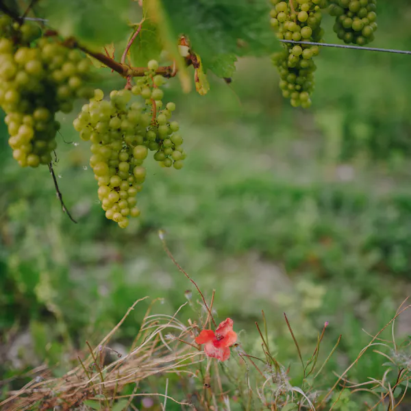 green, fruit, produce, fruit tree, food, seedless fruit