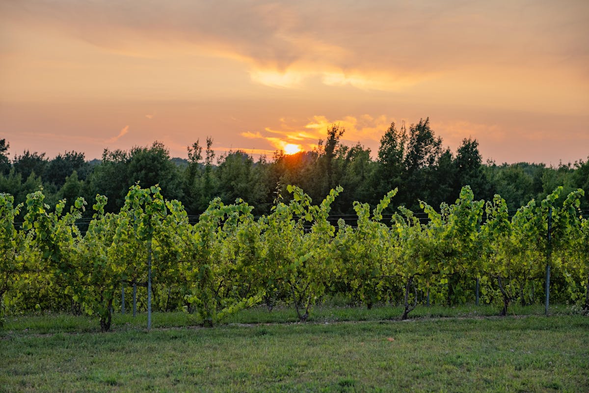 Wren Suttons Bay, MI Tock