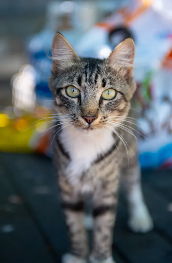 cat, felidae, whiskers, felinae, carnivores, vertebrate