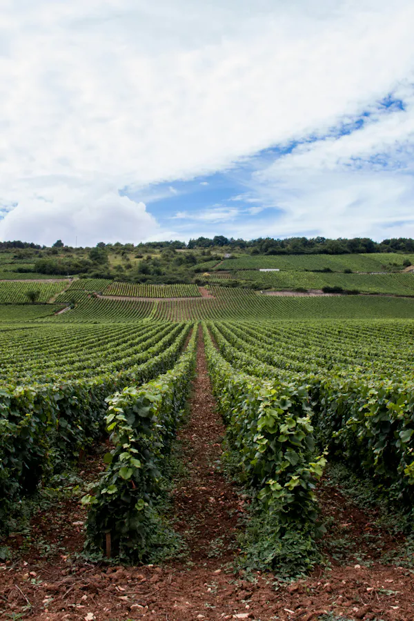 agriculture, plantation, field, rural area, vineyard, crop