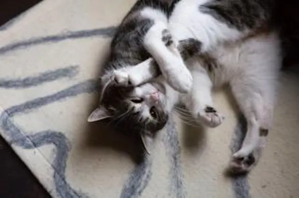 cat, carnivore, felidae, fawn, whiskers, small to medium-sized cats