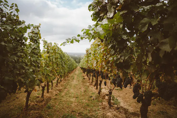 agriculture, plantation, vineyard, grapes, grape leaves, vine