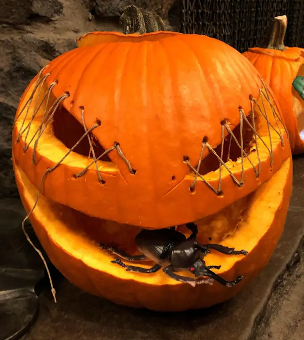 head, pumpkin, plant, cucurbita, orange, calabaza