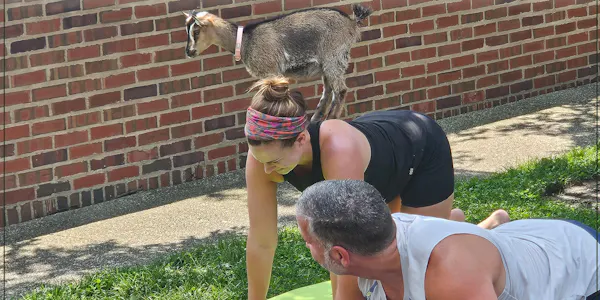 goat, goats, calf, livestock, exercise