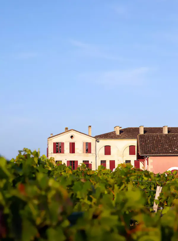red, alcoholic drink, field, agriculture, plantation, wine