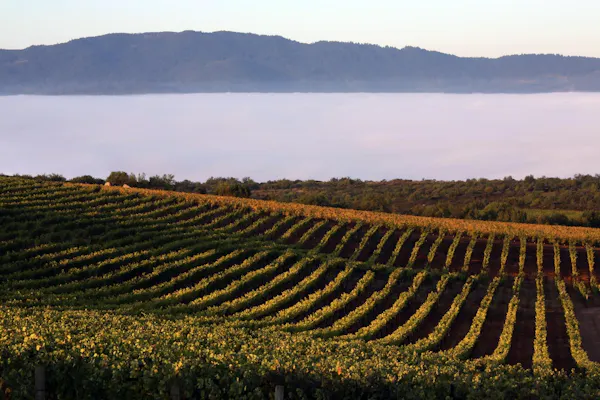 agriculture, plantation, field, crop, hill station, farm