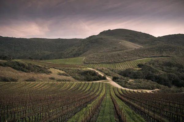 agriculture, plantation, field, vineyard, soil, farm