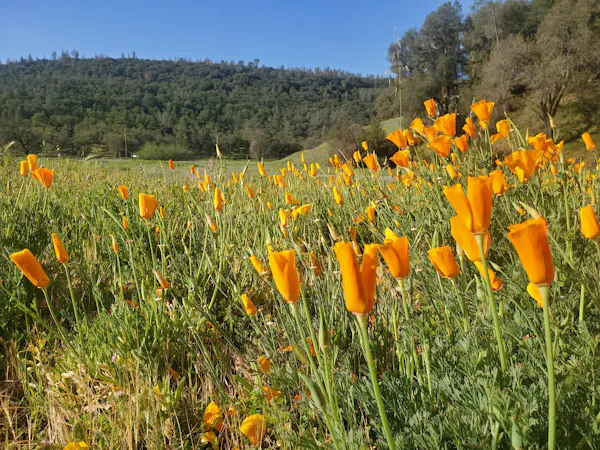 flower, plant, sky, natural landscape, grassland, herbaceous plant