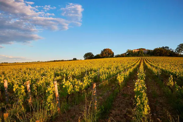 green, yellow, agriculture, field, plain, plantation