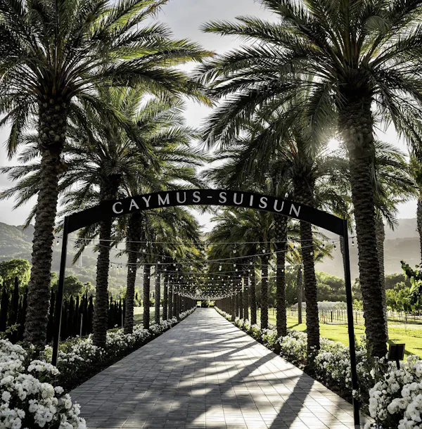 garden, palm trees, walkway, landscaping, plantation