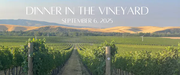 agriculture, plantation, vineyard, field, crop, grapevines