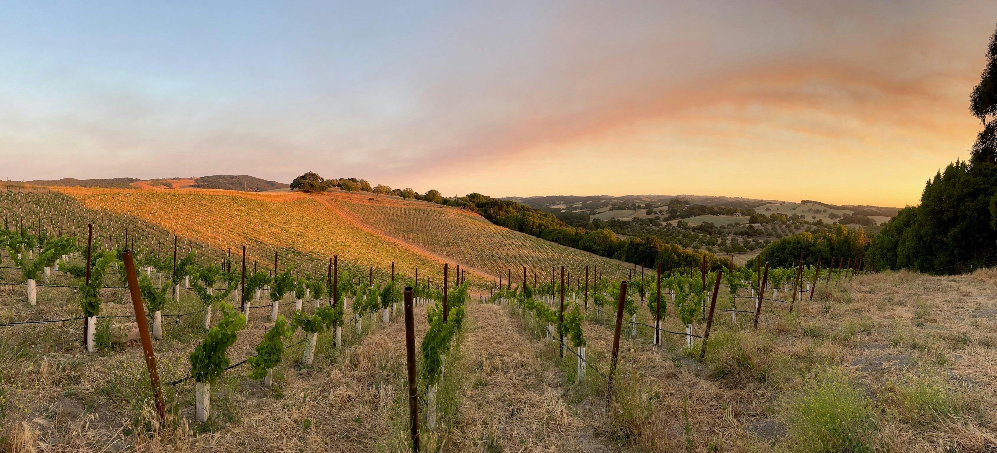 Creekcut Winery