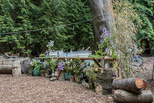 wood, shrub, garden, groundcover, trunk, spring