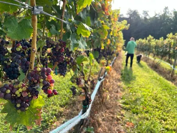 green, agriculture, plantation, vineyard, farmworker, grapes