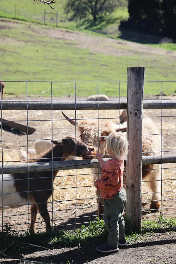 fence, child, terrestrial animal, goat, ranch, farm