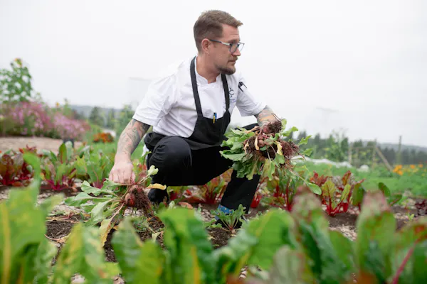 food, leaf vegetable, farmworker, agriculture, produce, gardening