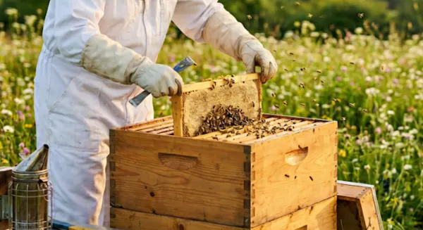 beekeeper, beehive, apiary, pollinator, insect, arthropod