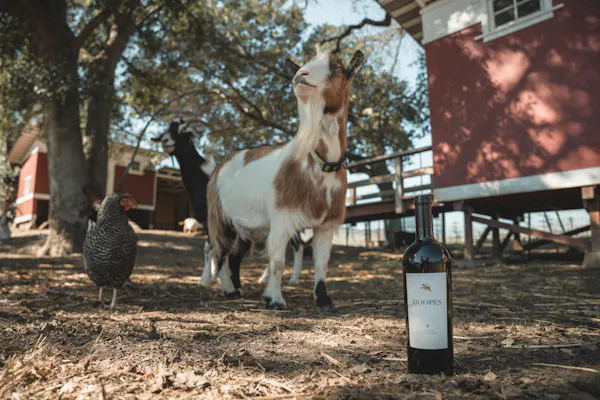 goats, goat, livestock