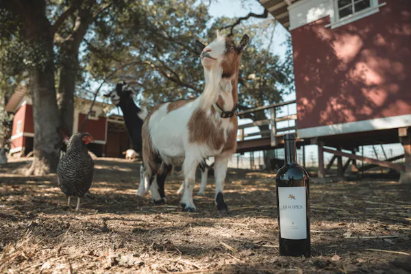 goats, goat, livestock