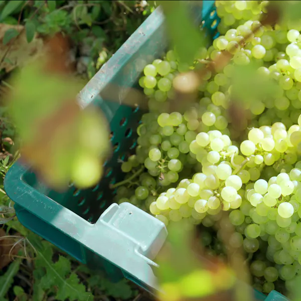 grapes, produce, grapevines, natural foods