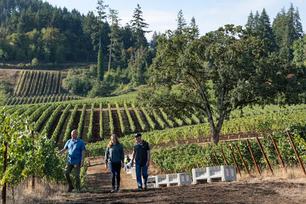 agriculture, plantation, plant community, hill station, vineyard, field