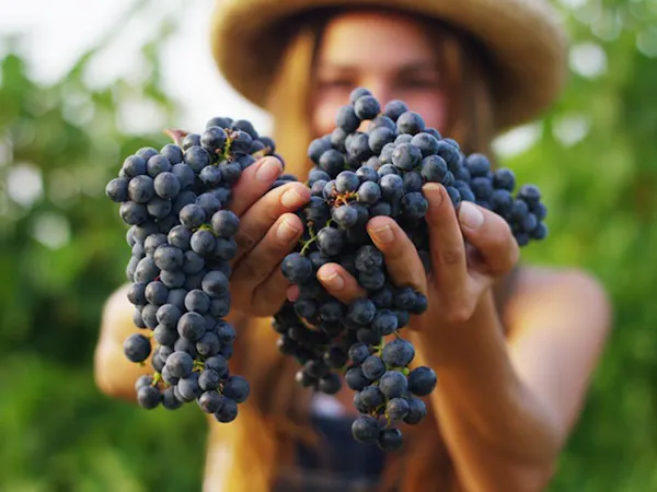 fruit, produce, grape, fruit tree, seedless fruit, grapes