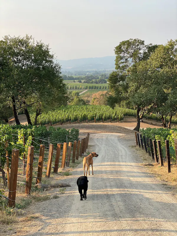 rural area, agriculture, plantation, trail, vineyard, field