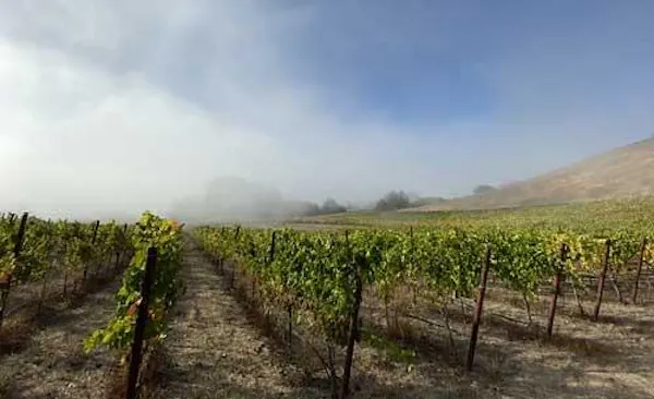 agriculture, plantation, vineyard, field, hill station, grapevines