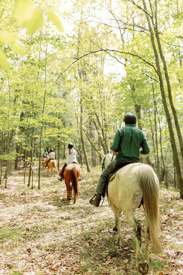 horse, tree, bridle, recreation, horse tack, forest