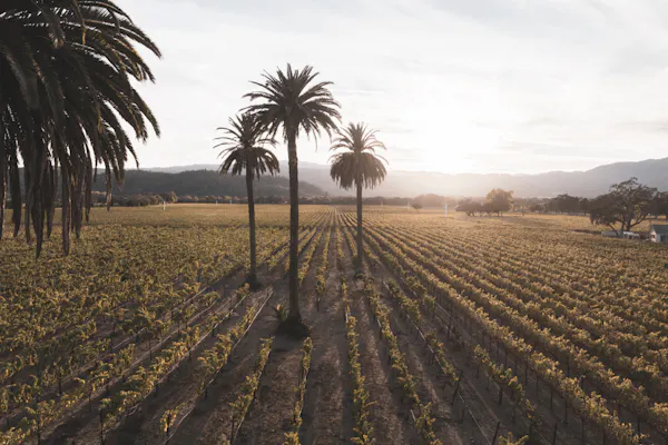 agriculture, plantation, field, crop, farm, palm trees