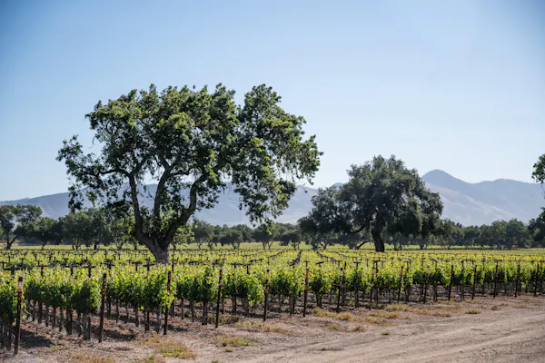 agriculture, plantation, plain, field, woody plant, vineyard