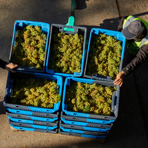 produce, grapes, agriculture, food, natural foods, fruit
