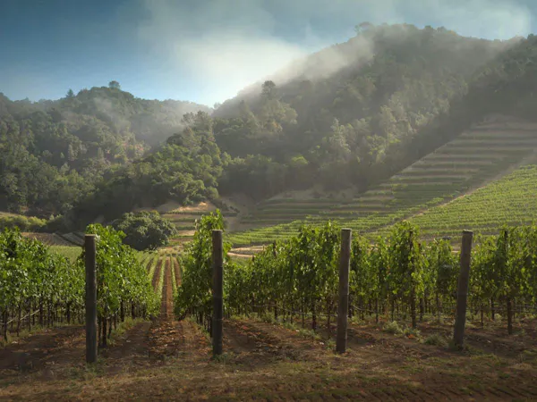 agriculture, plantation, field, hill station, vineyard, crop