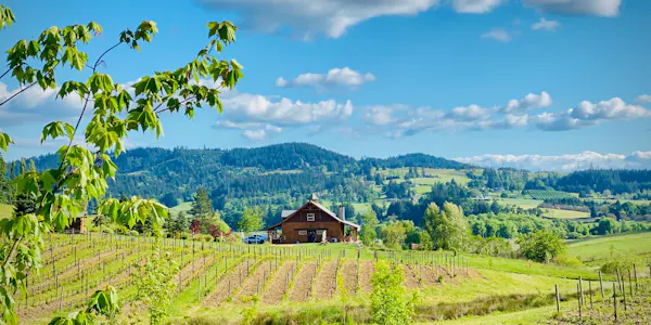 tree, nature, green, grass, mountainous landforms, natural landscape