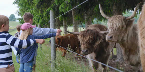 bovinae, pasture, working animal, livestock, horn, bull