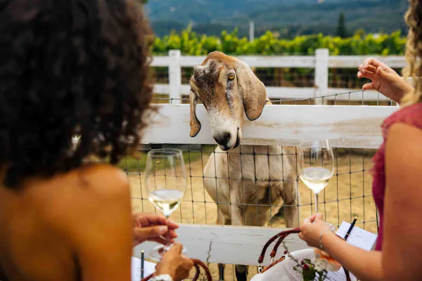 goats, drinking, livestock, goat, barware