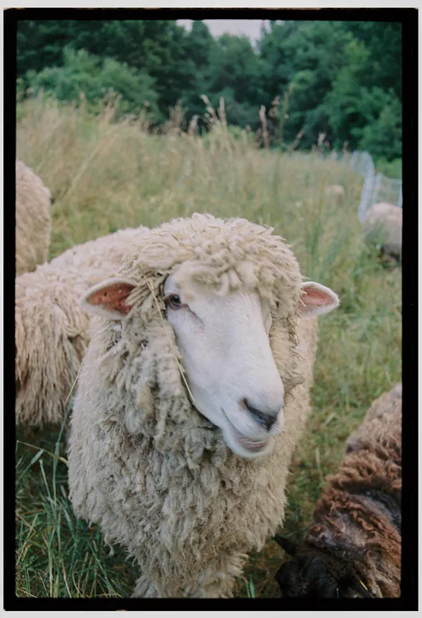 sheep, ovis, wool, snout, terrestrial animal, fur