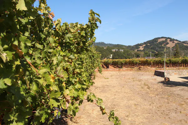 agriculture, plantation, soil, vineyard, field, grapes