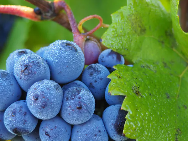grape, seedless fruit, european plum, davidson's plum, blueberry, fruit