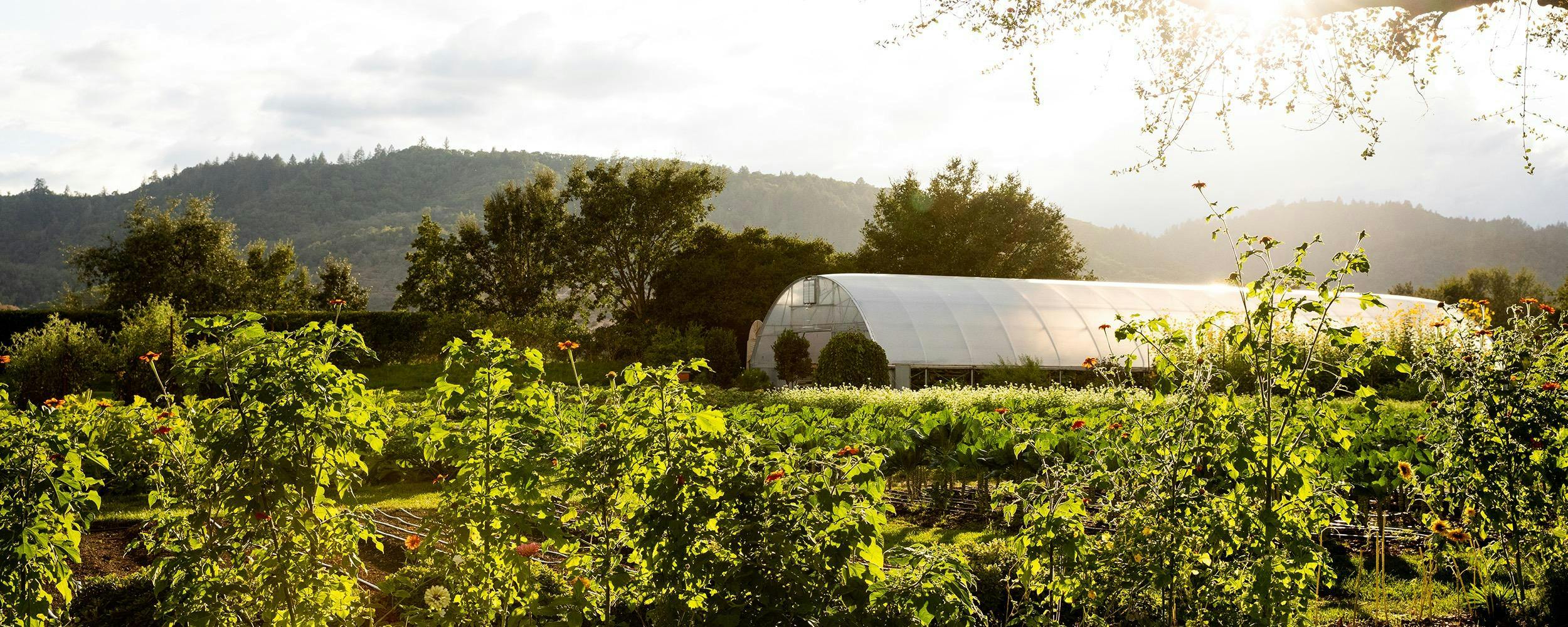 The French Laundry Culinary Garden